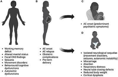 Pregnancy and antibody-mediated CNS disorders: What do we know and what should we know?